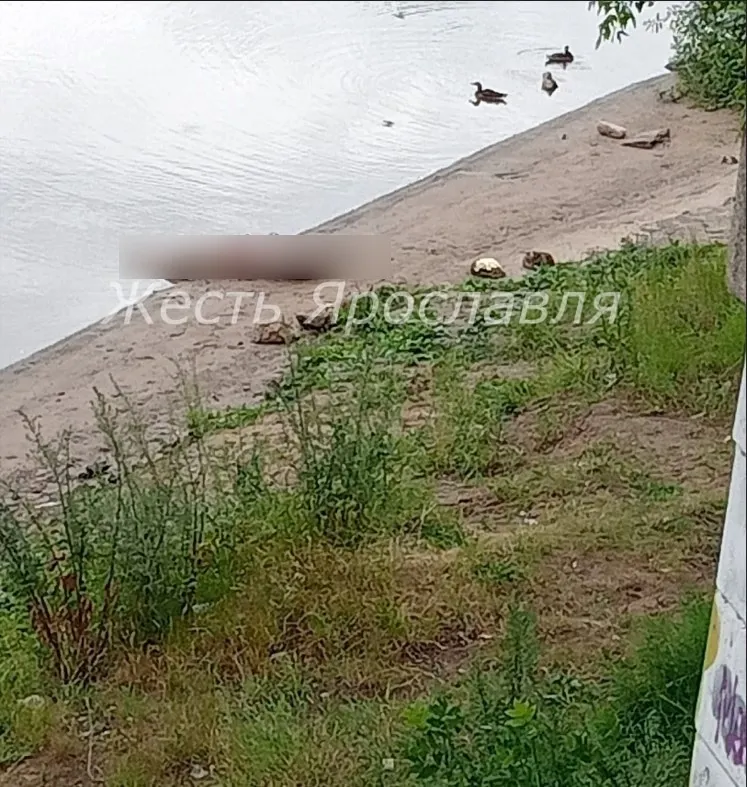 В Ярославле из Которосли достали тело мужчины