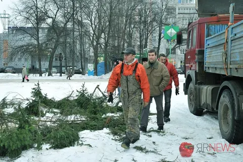 В Ярославле установили главную ель. Фоторепортаж
