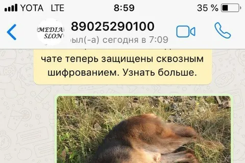 На Ярославле-Главном овчарке отрезало лапу: собаку спасают волонтеры