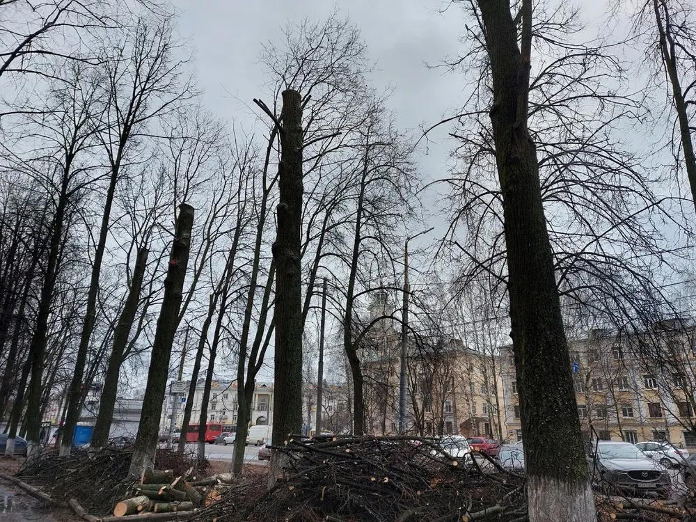 Горожане призывают мэра спасти липы в Ярославле