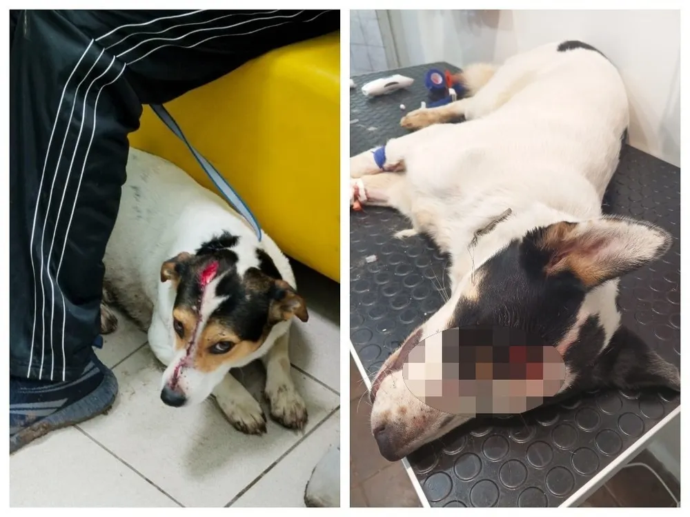 В Ярославской области будут судить живодера, убивавшего собак топором