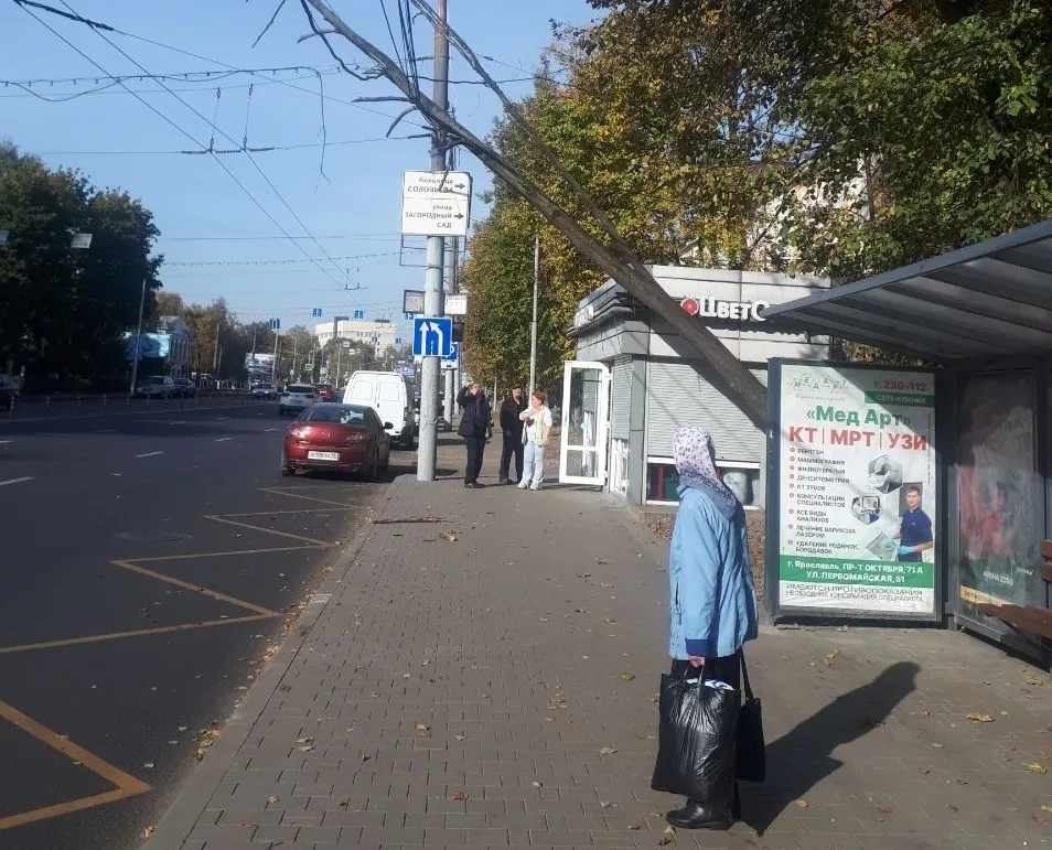 В Ярославле дерево упало на провода
