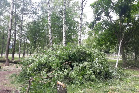 Ярославцы возмущены «лесоповалом» в рамках нацпроекта БКД