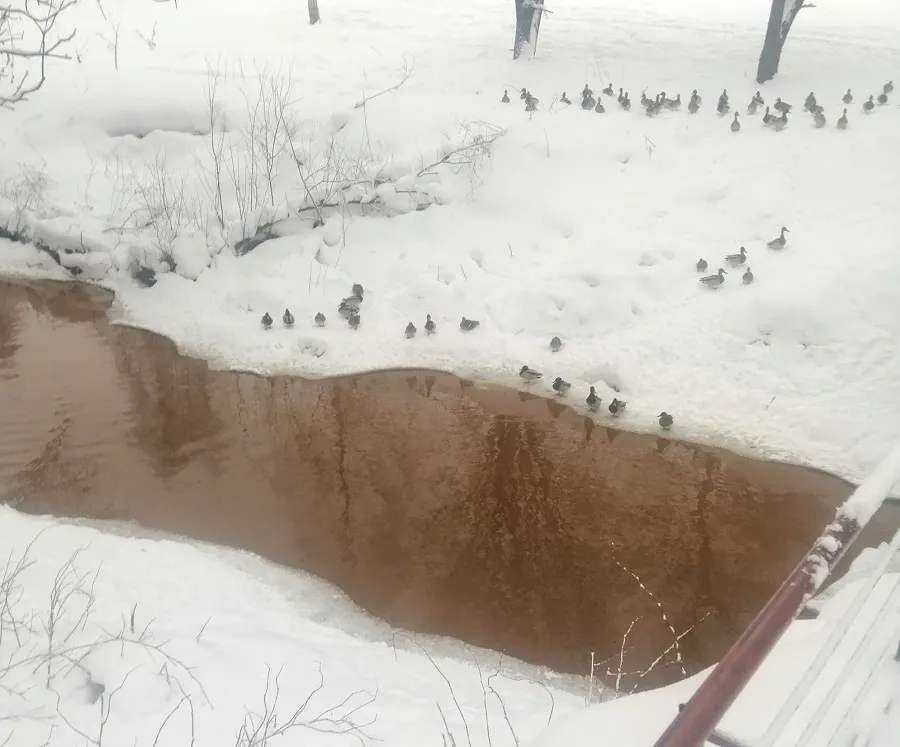 В Ярославле проверка подтвердила превышение загрязняющих веществ в реке Дунайка
