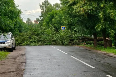 Сильный ветер продолжает ломать деревья в Ярославской области