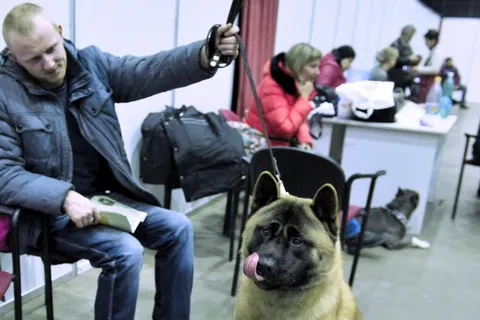 В Ярославле на ринг вышли дворняжки. Фоторепортаж