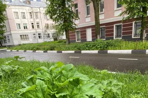 Детский омбудсмен возмущен борщевиком на газонах в центре Ярославля