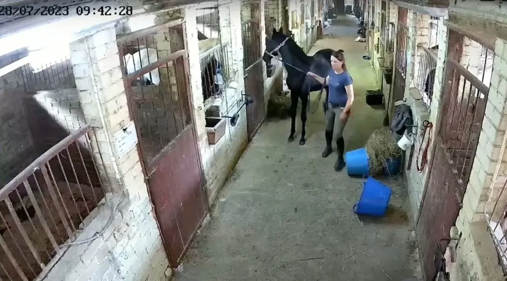 В ярославской спортшколе прокомментировали видео «избиения» жеребенка