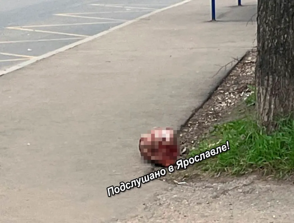 Ярославцев смутила голова животного на автобусной остановке