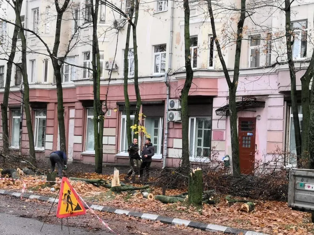 Законность вырубки кленовой аллеи в Ярославле проверит прокуратура
