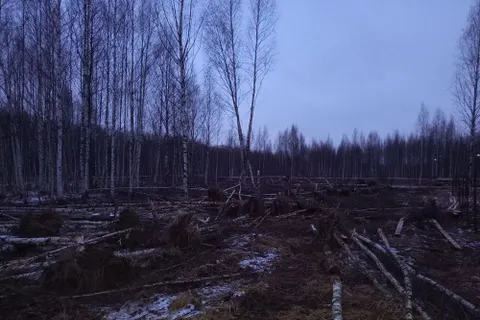 «Кощунственно вырвали»: полиция проверит вырубку берез в Ярославле