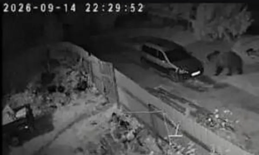 Жители ярославского пригорода просят прогнать медведя