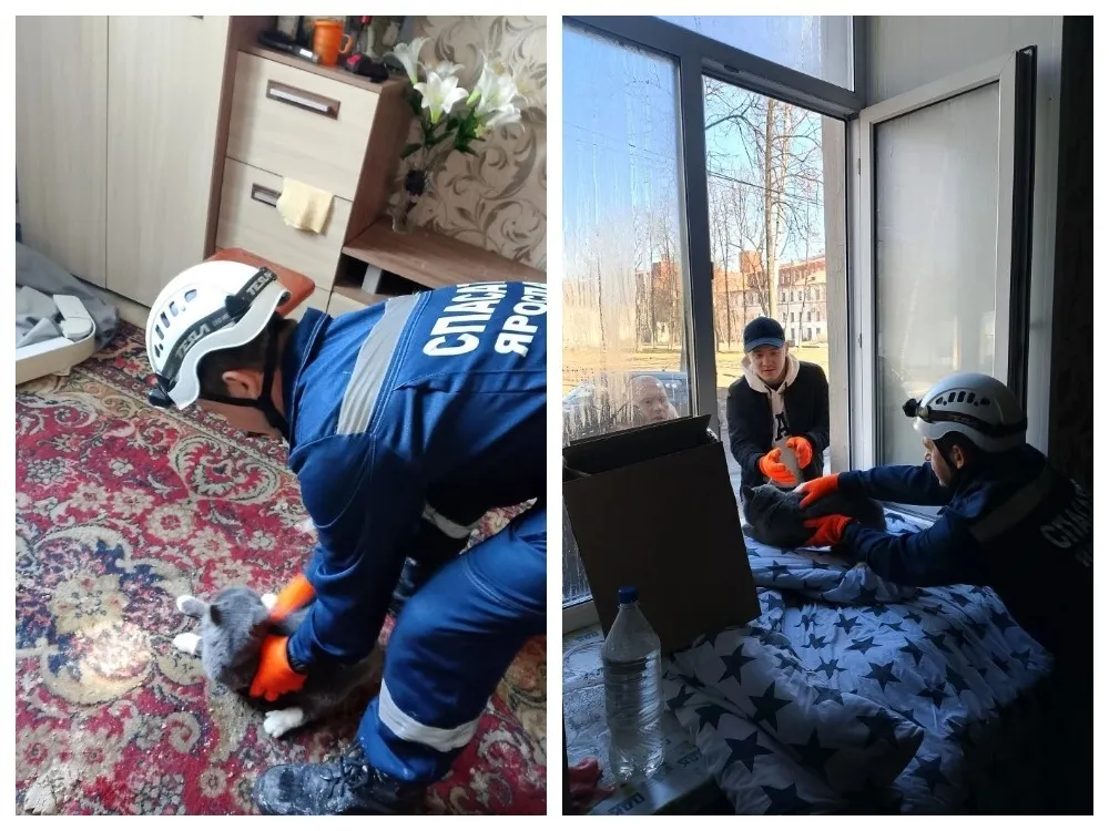 В Ярославле из сгоревшего дома на Стачек выручили кошку