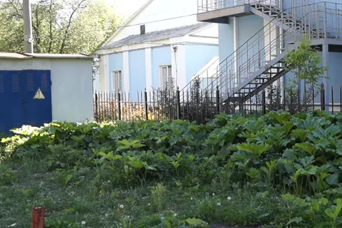 В центре Ярославля вместо яблоневого сада вырос борщевик