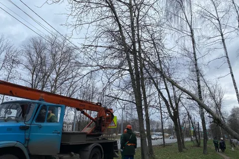 Власти просят ярославцев не оставлять транспорт под деревьями