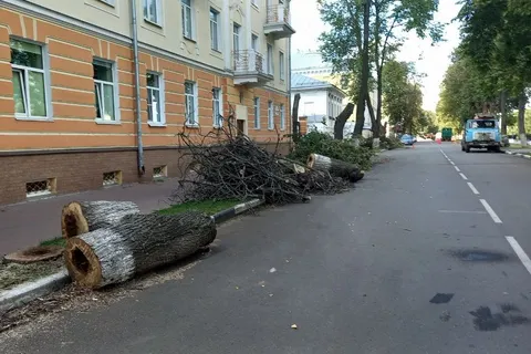 В Ярославле на Волжской набережной вырубают липы