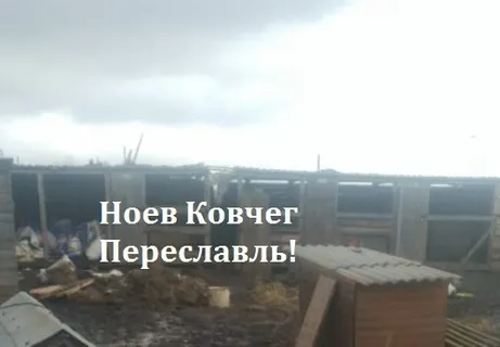 Приют для животных под Переславлем превратился в концлагерь?