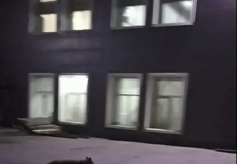 В Ярославле по набережной разгуливала лиса
