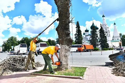 В Ярославле на Советской площади взамен спиленных лип посадят новые