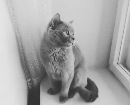 Кот из Ярославля номинированы на звание «Самого Находчивого Кота Страны»