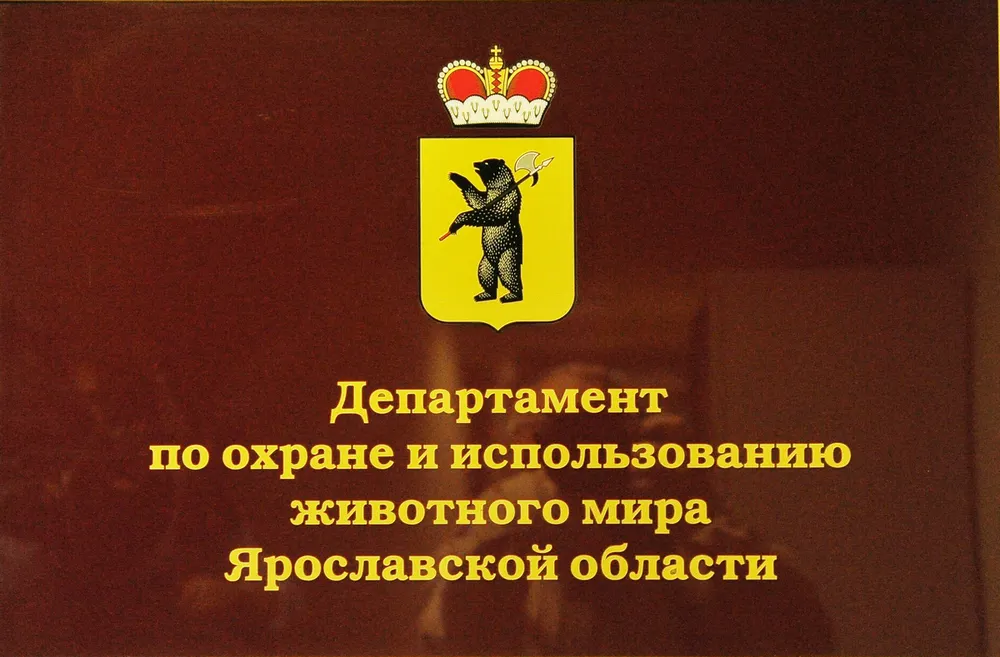 В Тутаеве Ярославской области запретили охоту на кабана с собаками