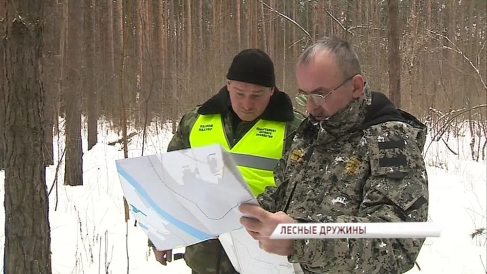 В Ярославской области с незаконными рубками борются лесные дружинники