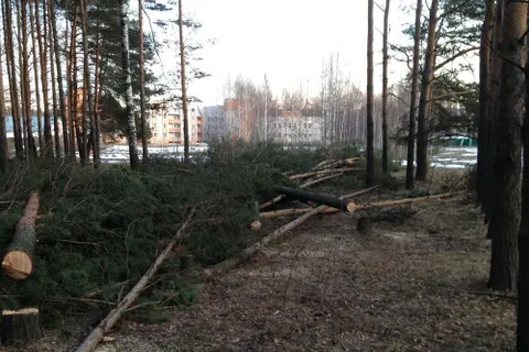 В Ярославле вырубают зеленые насаждения