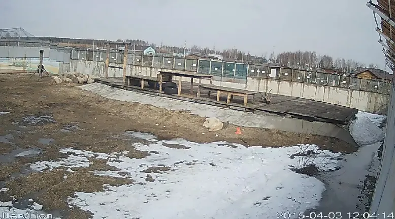 У белых львов в Ярославском зоопарке прибавление в семействе