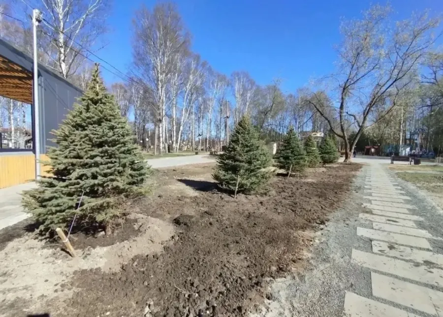 Из центра Ярославля убрали новогодние ели
