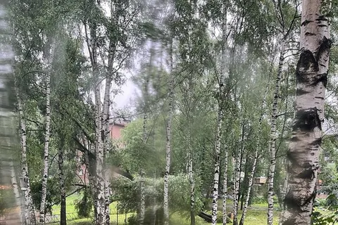 В Ярославле дерево упало на дом