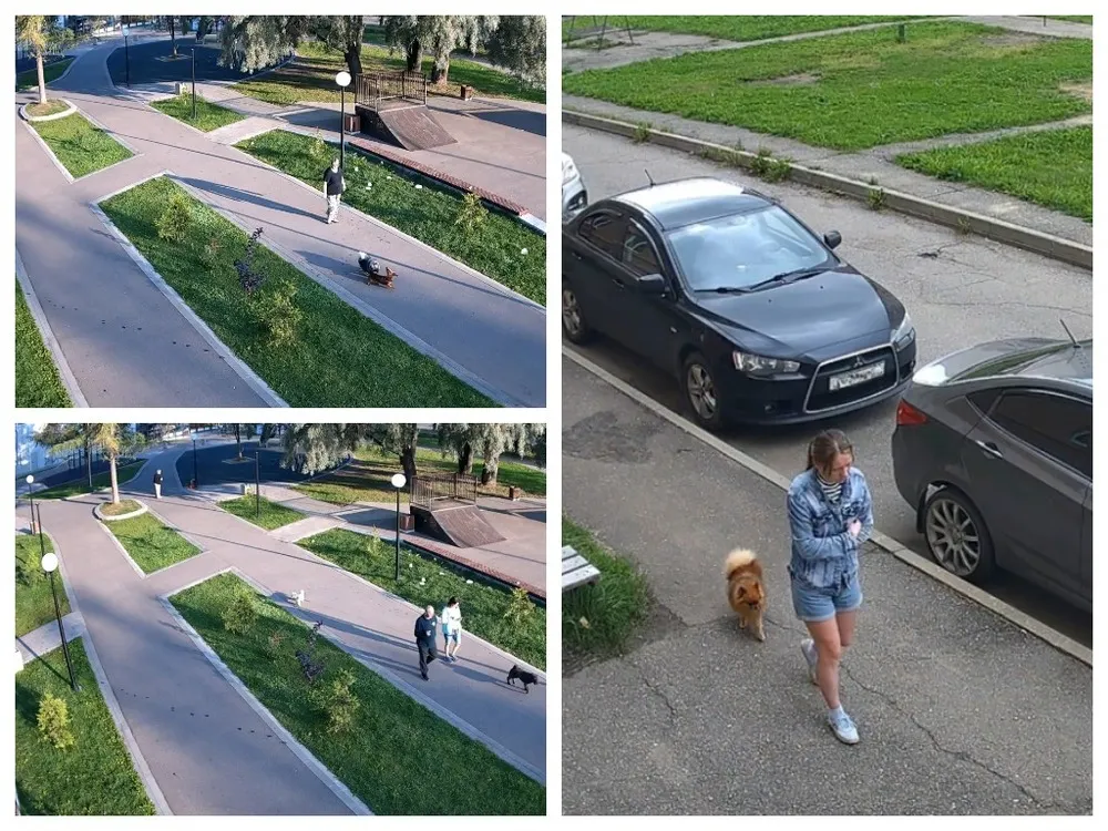 Видеокамеры помогли оштрафовать 18 ярославцев за неправильный выгул собак
