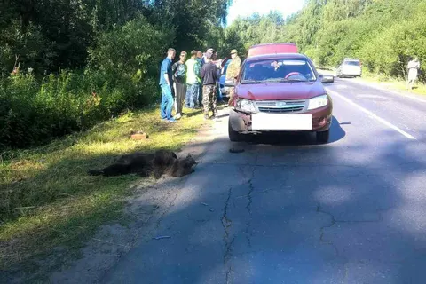 В Рыбинске Ярославской области автомобиль задавил медвежонка