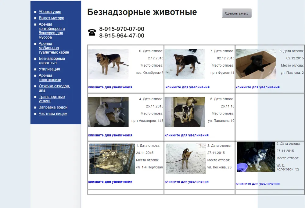 В Ярославле появилась интернет-страница «Безнадзорные животные»