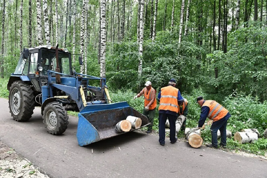 В ярославских парках выпилили почти 500 деревьев