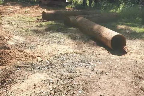В Ярославле вырубают столетние деревья Воздвиженского бора