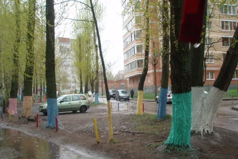 Во Фрунзенском районе Ярославля чиновники раскрасили деревья разноцветной побелкой
