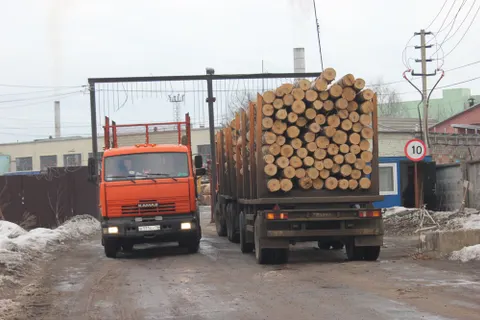 ​В Ярославле по незаконным вырубкам леса ударили очередным рейдом