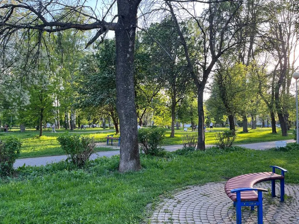 Ярославцы жалуются на опасные деревья в парке