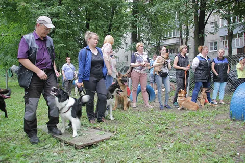 В Ярославле заработала третья по счету площадка для выгула собак