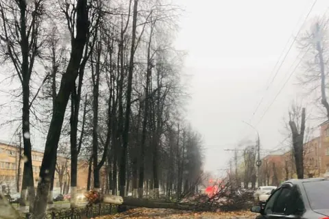 В Ярославле ураган повалил деревья: затруднено движение на проспекте Ленина