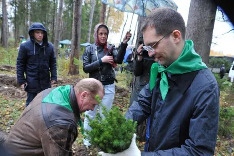 В Ярославском районе высадили три тысячи молодых елей
