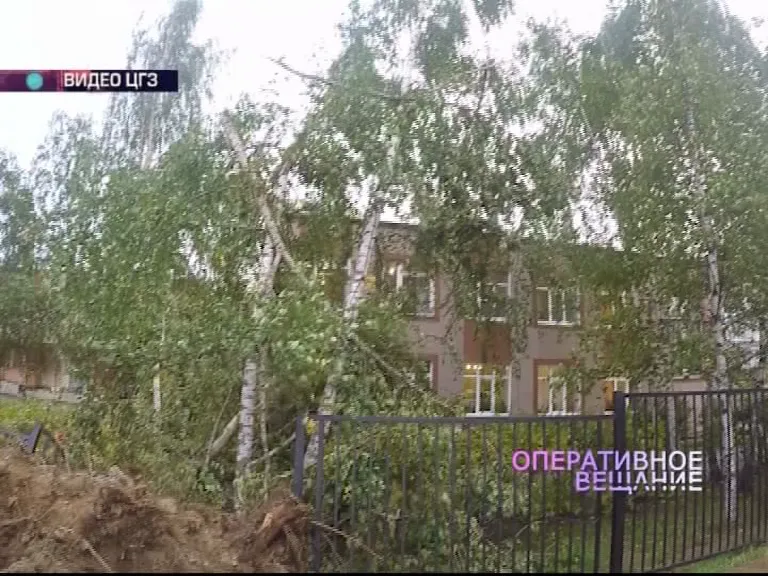 В Ярославле на территории музыкальной школы рухнуло большое дерево
