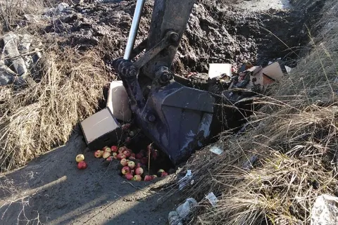 Под Ярославлем раздавили санкционные яблоки: видео