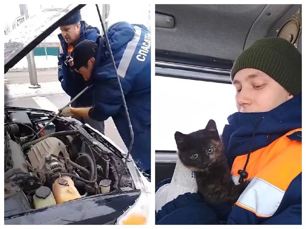 Ярославские спасатели в морозы вытащили котенка из-под капота авто
