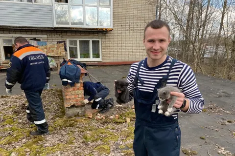В Ярославле сотрудники ЦГЗ спасли котят из вентиляционной шахты