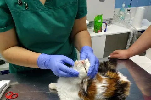 От голода едят собственных котят: в Ярославле спасают обитателей котоквартиры