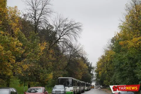 В Ярославле с болезнью деревьев решили бороться кардинально – вырубкой