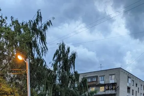 В Ярославле ураганный ветер повалил несколько деревьев: фото