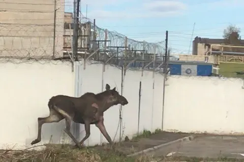 В Рыбинске лось-потеряшка забежал на территорию завода и заблудился