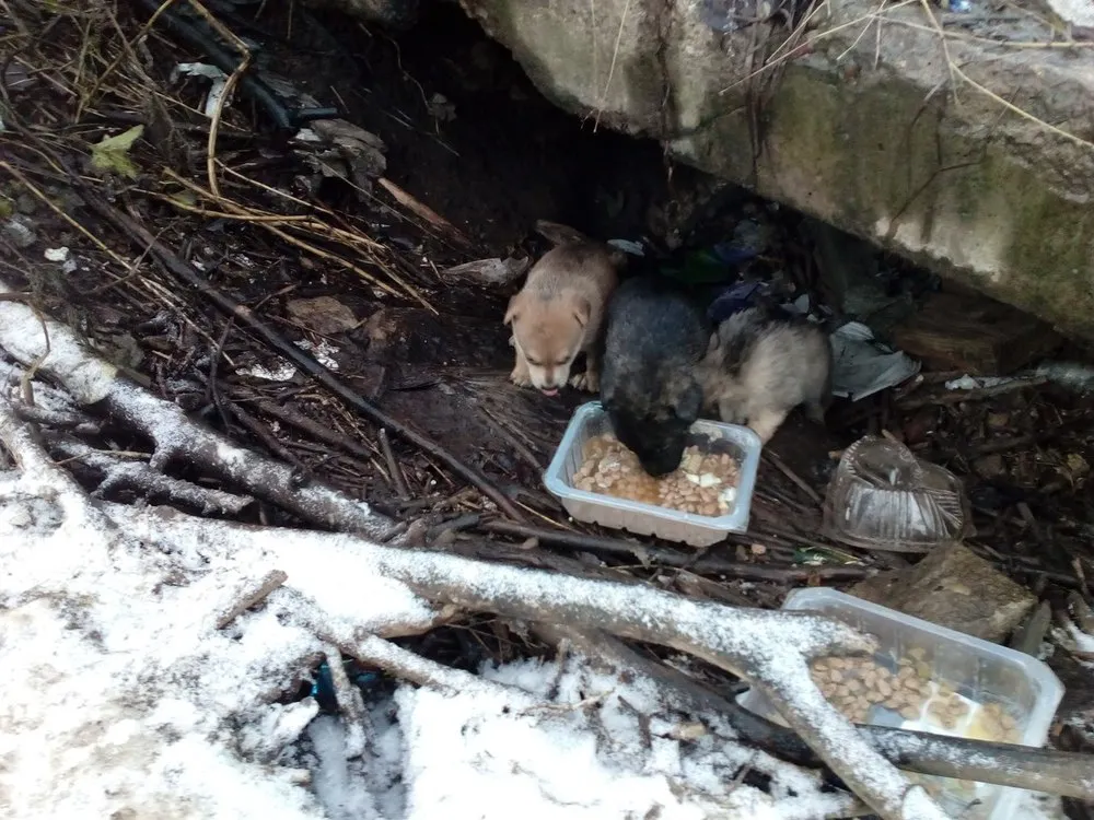 На болоте в Ярославской области выживает стая новорождённых щенков